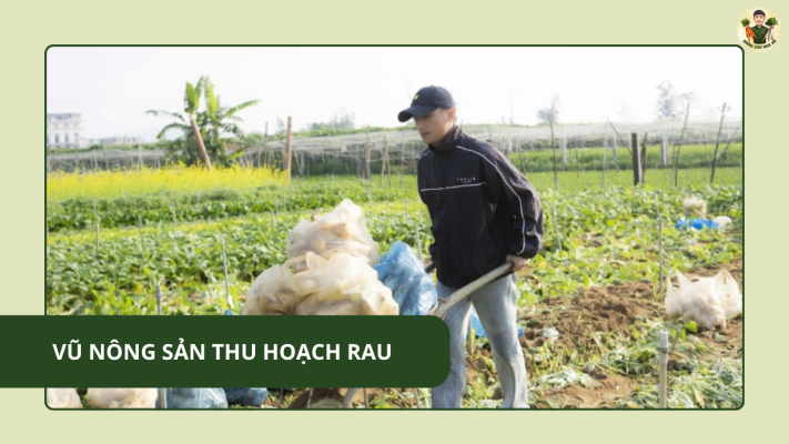 Vụ nông sản thu hoạch rau sạch tại Việt Nam