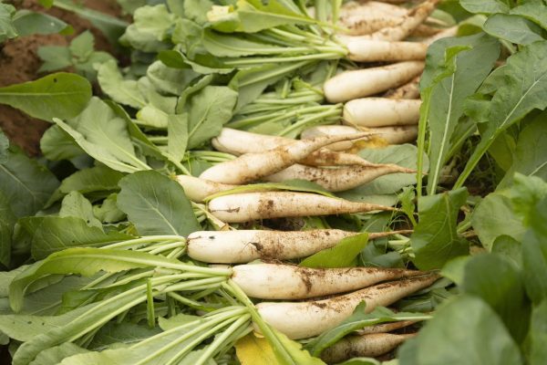 Rau củ sấy