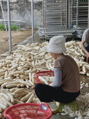 Quy Trình Sơ Chế Củ Cải Tại Nông Sản Nhà Vũ Quy trình
