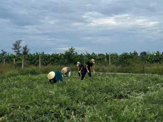 Dưa Hấu Nghệ An Được Giá 15K/Kg Sau Nhiều Năm Chờ Đợi