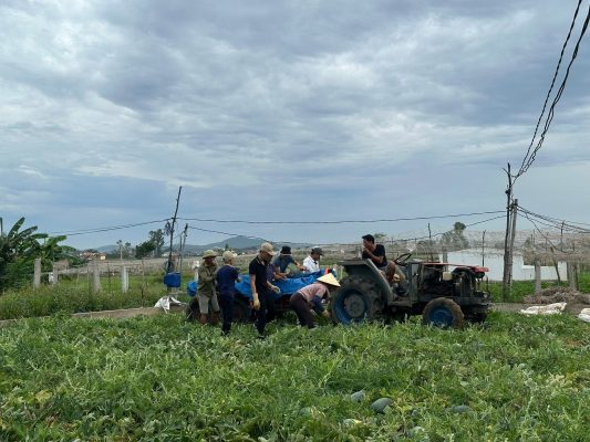 Dưa Hấu Nghệ An Được Giá 15K/Kg Sau Nhiều Năm Chờ Đợi