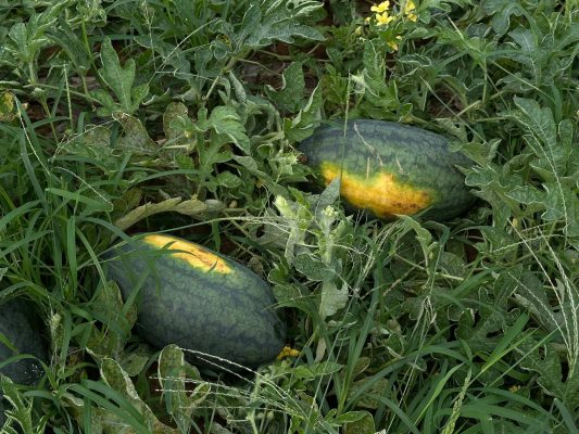 Dưa Hấu Nghệ An Được Giá 15K/Kg Sau Nhiều Năm Chờ Đợi