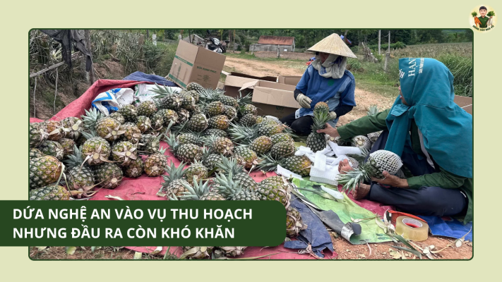 Dứa Nghệ An Vào Vụ Thu Hoạch Nhưng Đầu Ra Còn Khó Khăn Dứa Nghệ An Vào Vụ Thu Hoạch Nhưng Đầu Ra Còn Khó Khăn