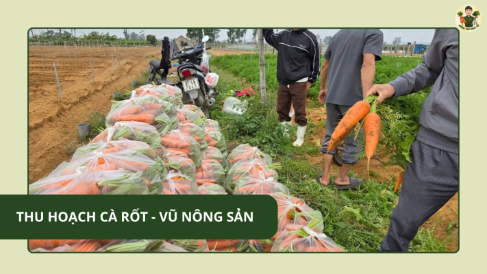 Thu Hoạch Cà Rốt – Vũ Nông Sản
