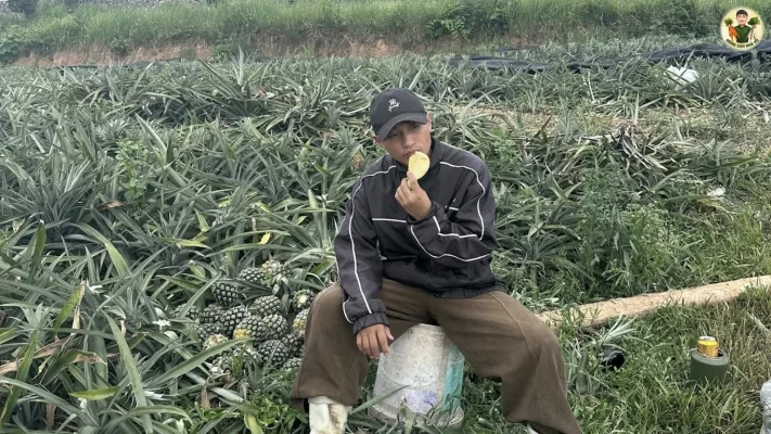 Dứa sấy khô không đường bao nhiêu calo? Dứa sấy khô không đường 1