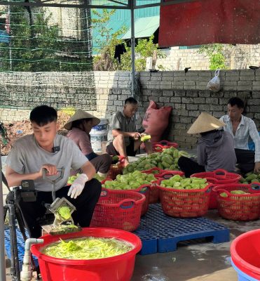 Nụ Cười Của Bà Con Nghệ An Khi Nông Sản Có Đầu Ra Nụ Cười Của Bà Con Nghệ An Khi Nông Sản Có Đầu Ra 1