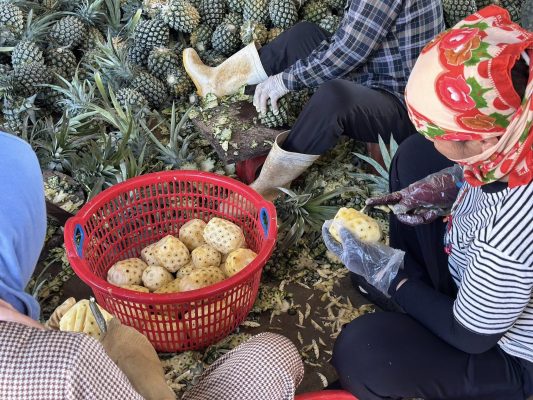 đội ngũ của nông sản nhà vũ
