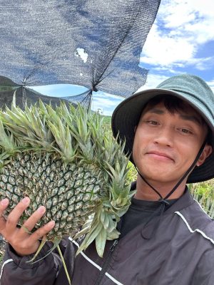 Dứa sấy khô không đường bao nhiêu calo? Dứa sấy khô không đường 3