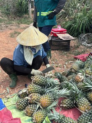 Dứa Nghệ An Vào Vụ Thu Hoạch Nhưng Đầu Ra Còn Khó Khăn dứa nghệ an