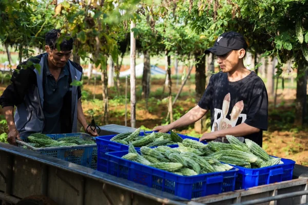 không sử dụng chất bảo quản 3