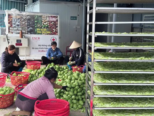 Su Su Nghệ An Và Câu Chuyện Mùa Vụ Phía Sau Mỗi Vụ Thu Hoạch 2