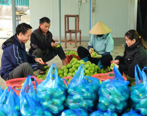 Quy trình sơ chế Su Su tươi