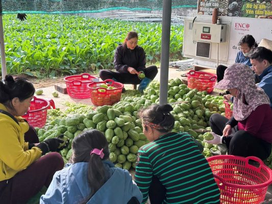 Giá Trị Của Việc Liên Kết Giữa Doanh Nghiệp Và Nông Dân liên kết giữa doanh nghiệp và nông dân
