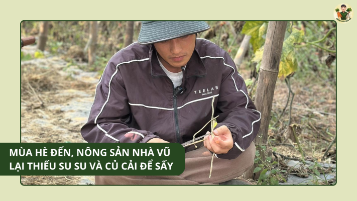 Mùa Hè Đến, Nông Sản Nhà Vũ Lại Thiếu Su Su Và Củ Cải Để Sấy Mùa Hè Đến, Nông Sản Nhà Vũ Lại Thiếu Su Su Và Củ Cải Để Sấy