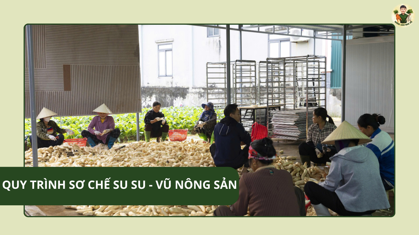 Quy Trình Sơ Chế Su Su – Vũ Nông Sản Lợi Ích