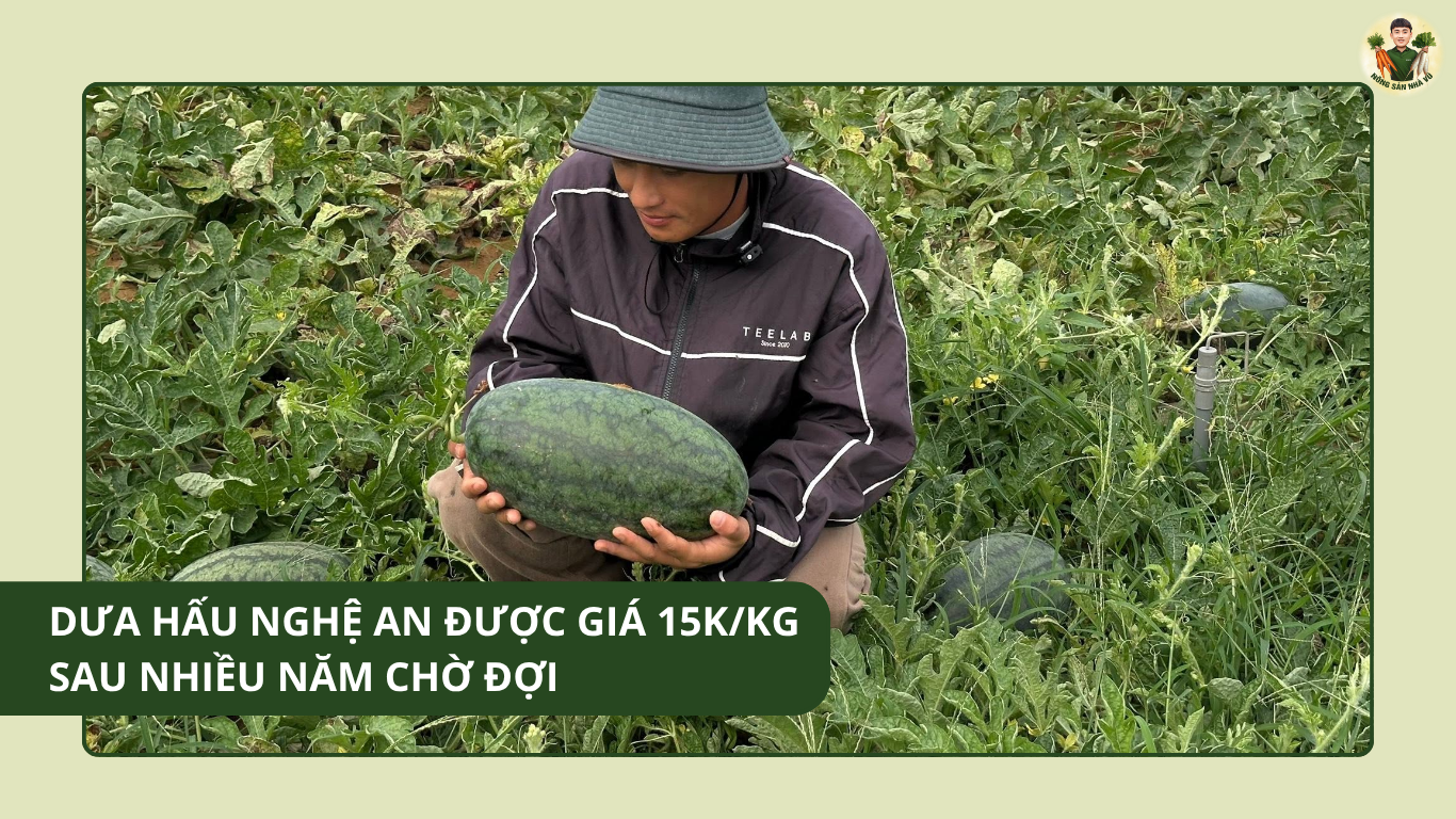 Dưa Hấu Nghệ An Được Giá 15K/Kg Sau Nhiều Năm Chờ Đợi Dưa Hấu Nghệ An Được Giá 15K/Kg Sau Nhiều Năm Chờ Đợi