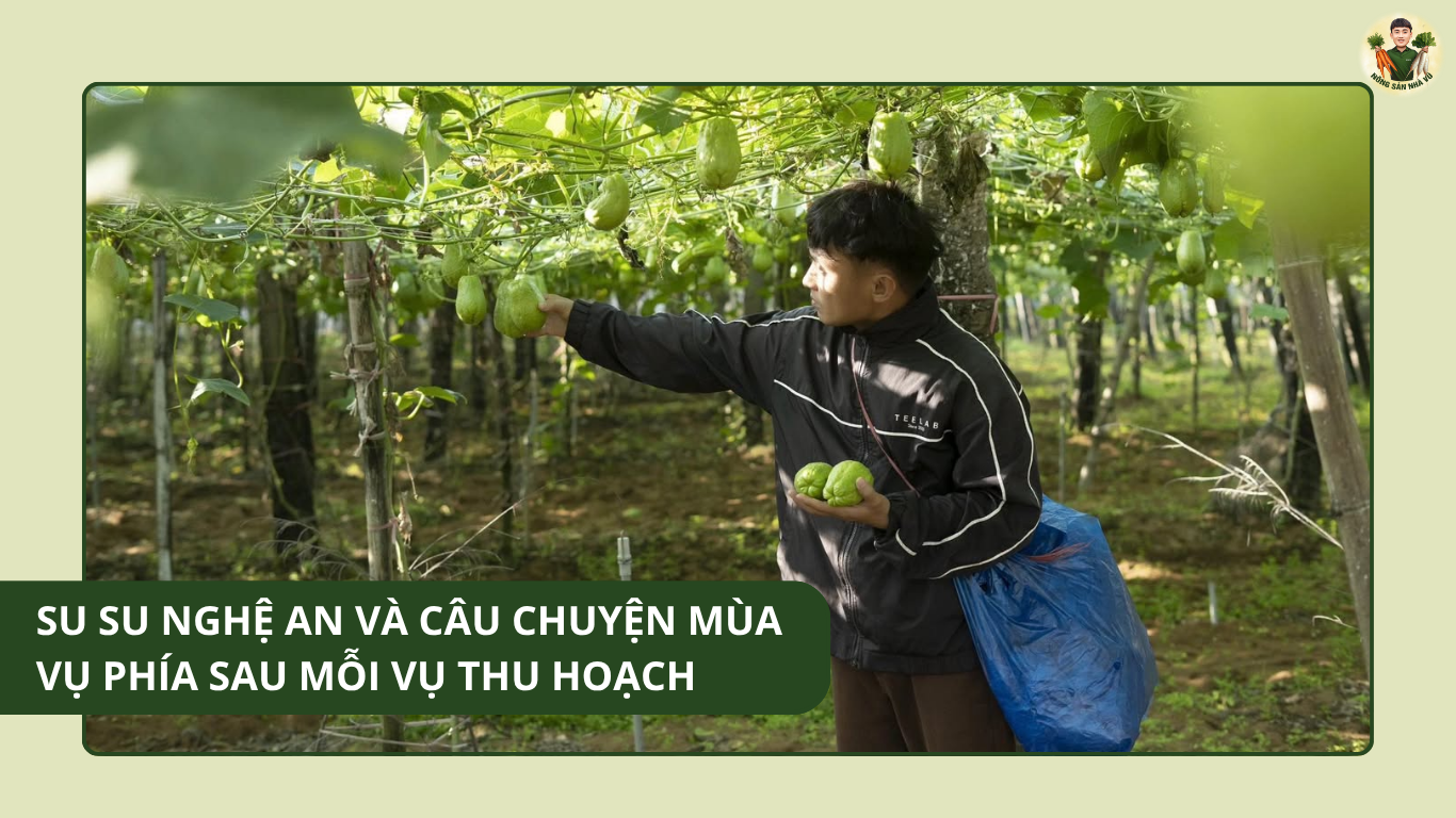 Su Su Nghệ An Và Câu Chuyện Mùa Vụ Phía Sau Mỗi Vụ Thu Hoạch Su Su Nghệ An Và Câu Chuyện Mùa Vụ Phía Sau Mỗi Vụ Thu Hoạch