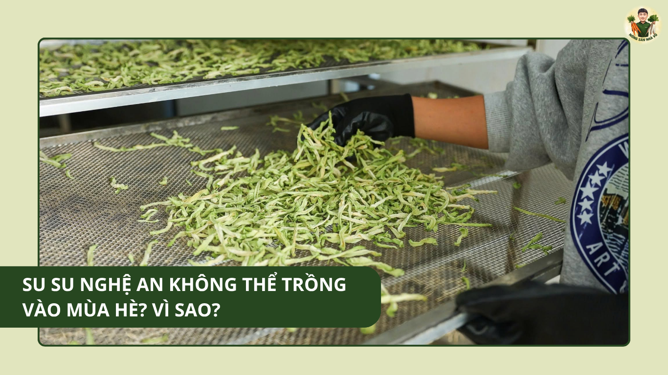 Su Su Nghệ An Không Thể Trồng Vào Mùa Hè? Vì Sao? Su Su Nghệ An Không Thể Trồng Vào Mùa Hè? Vì Sao?