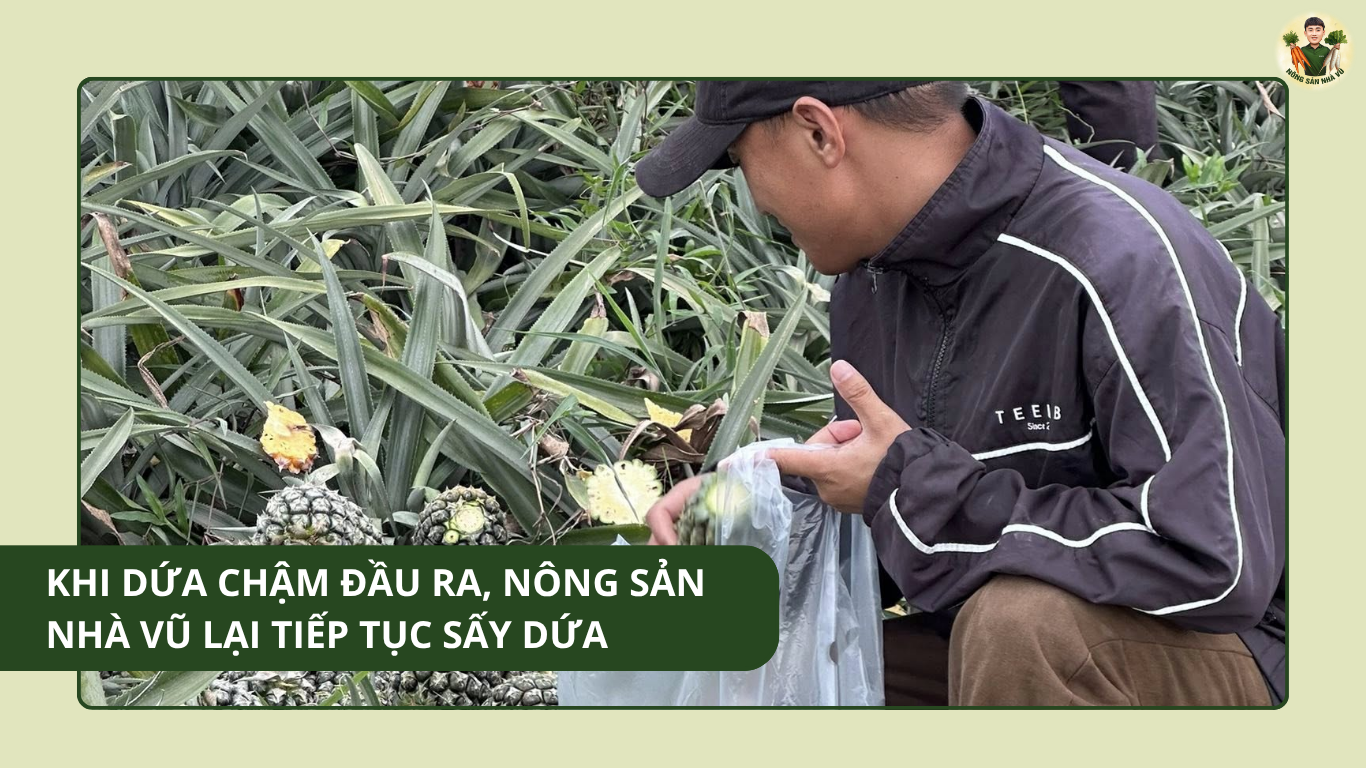 Khi Quả Dứa Chậm Đầu Ra, Nông Sản Nhà Vũ Tiếp Tục Sấy Dứa