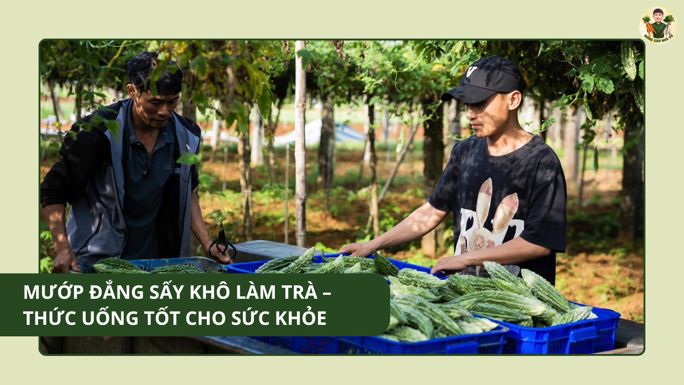 Mướp Đắng Sấy Khô Làm Trà – Thức Uống Tốt Cho Sức Khỏe quà quê Nghệ An