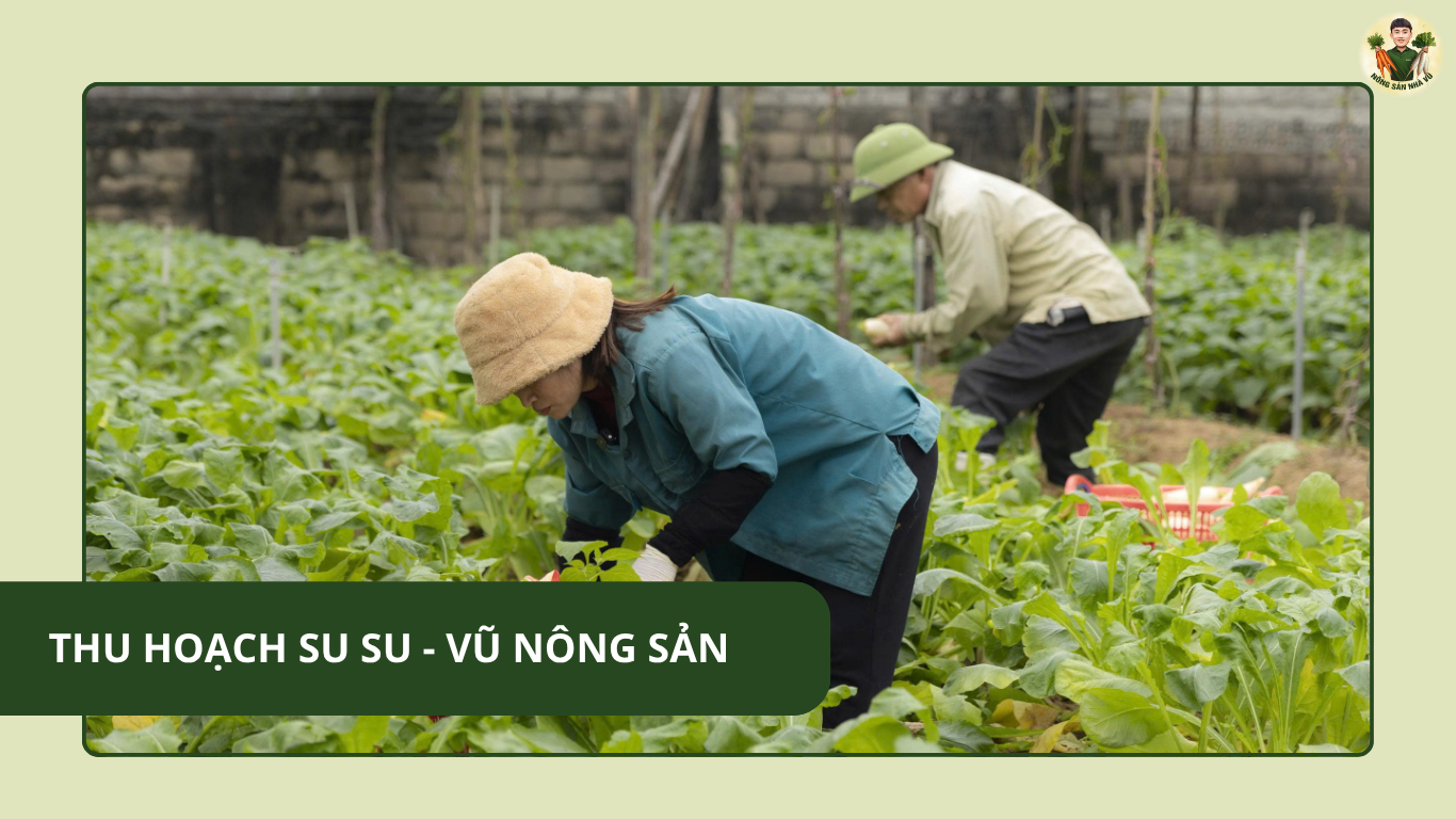 Thu Hoạch Su Su – Vũ Nông Sản quà quê Nghệ An