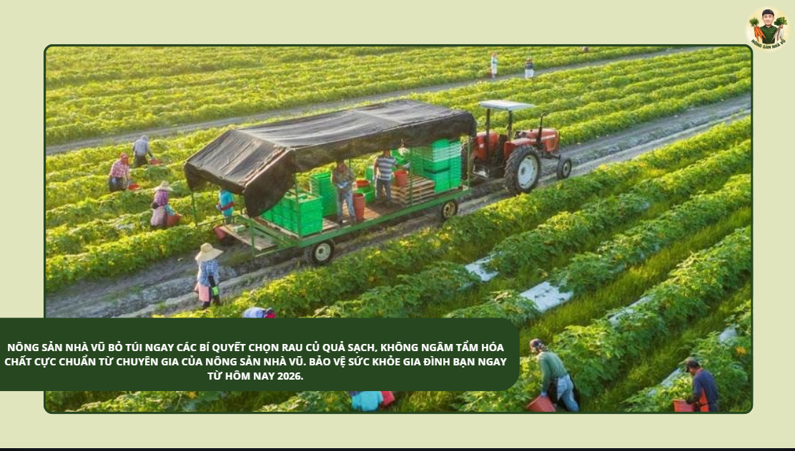 Nông sản nhà Vũ Bỏ túi ngay các bí quyết chọn rau củ quả sạch, không ngâm tẩm hóa chất cực chuẩn từ chuyên gia của Nông sản nhà Vũ. Bảo vệ sức khỏe gia đình bạn ngay từ hôm nay 2026. công thức nấu ăn