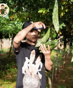 Dạ mướp đắng sấy lạnh - Nông sản Nhà Vũ Dạ mướp đắng sấy lạnh