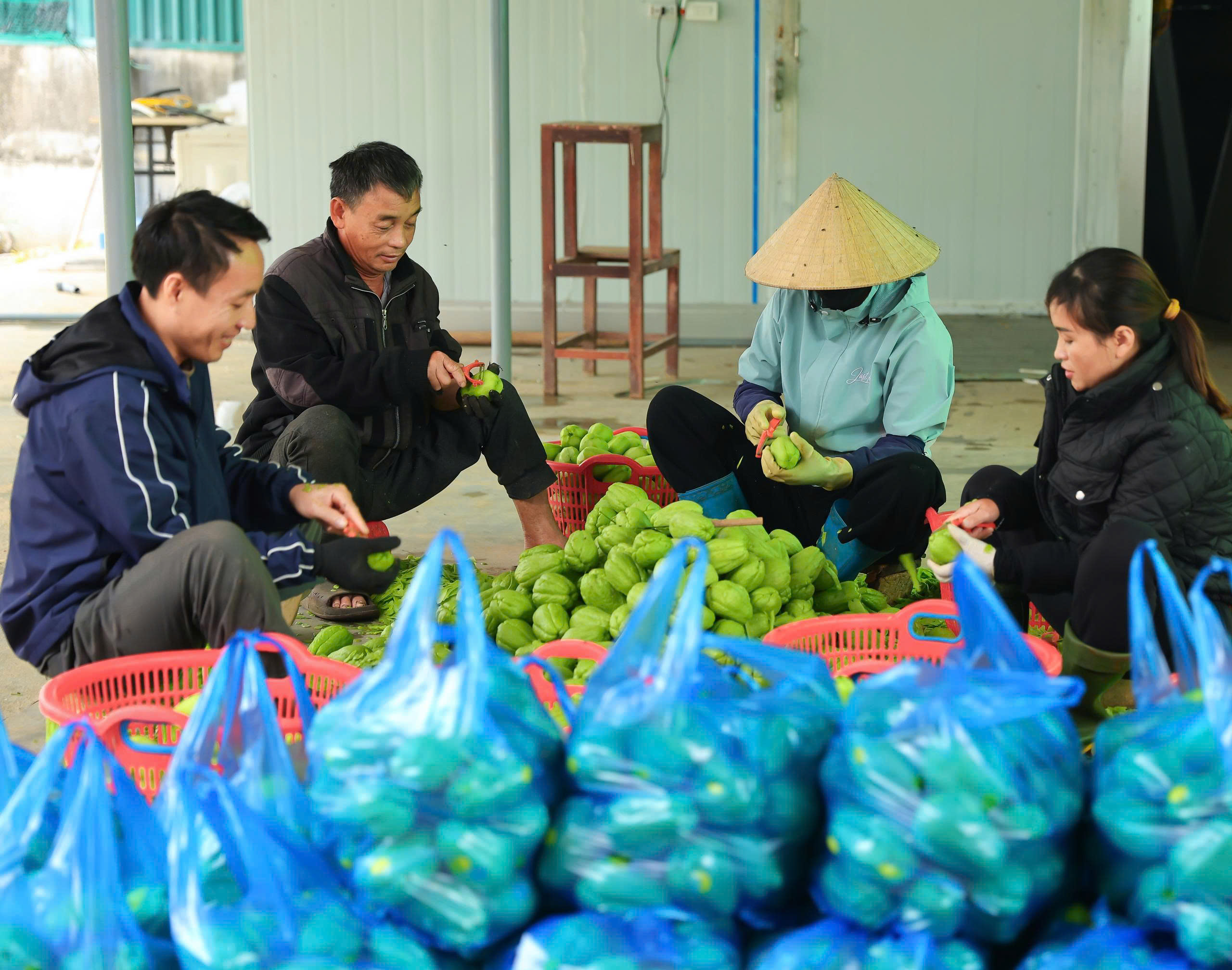 Quy trình sơ chế Su Su tươi rau củ sấy khô ngâm bao lâu 2