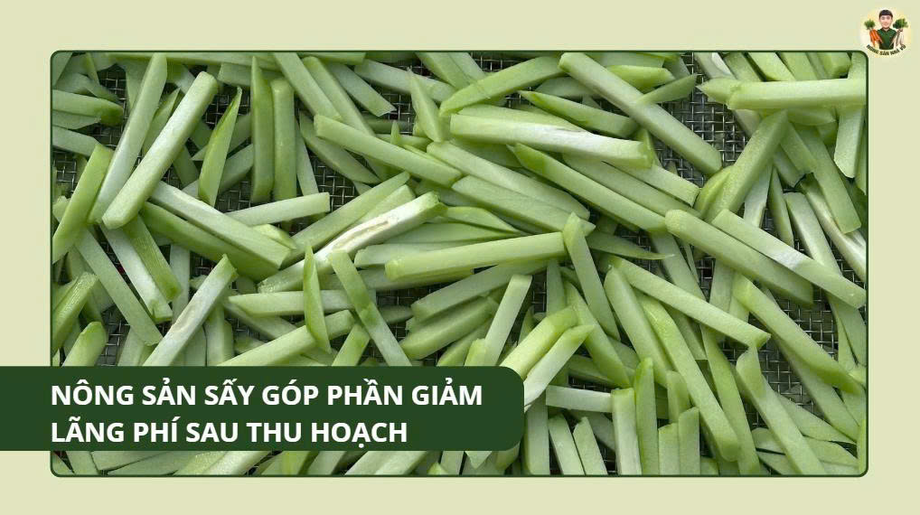 Nông Sản Sấy Góp Phần Giảm Lãng Phí Sau Thu Hoạch nông sản sấy
