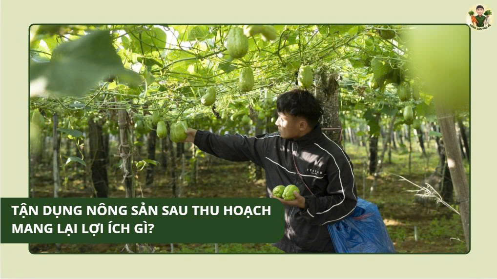 Thu Hoạch Cà Rốt – Vũ Nông Sản