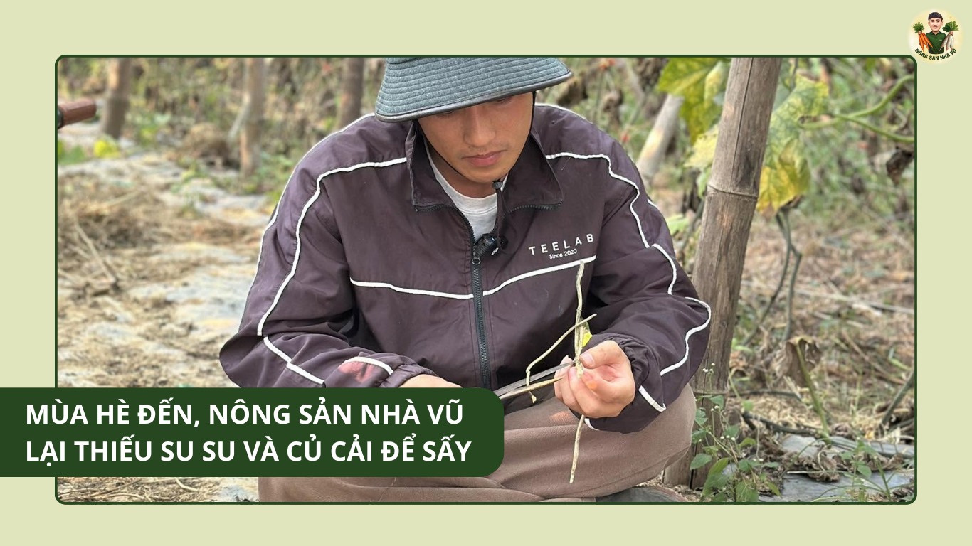 Mùa Hè Đến, Nông Sản Nhà Vũ Lại Thiếu Su Su Và Củ Cải Để Sấy